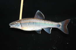 Image of Alabama shiner