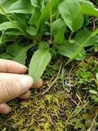 Plancia ëd Dodecatheon austrofrigidum K. L. Chambers