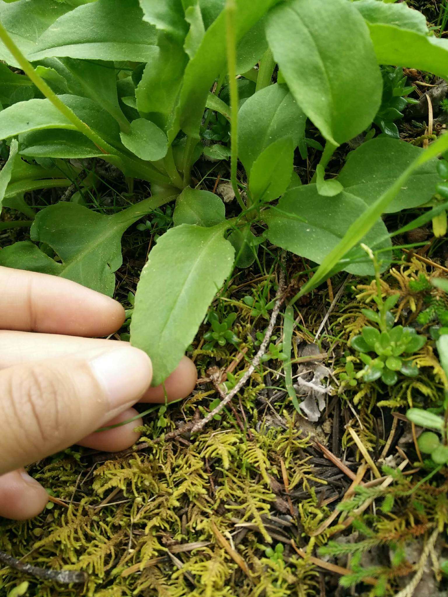 Imagem de Dodecatheon austrofrigidum K. L. Chambers