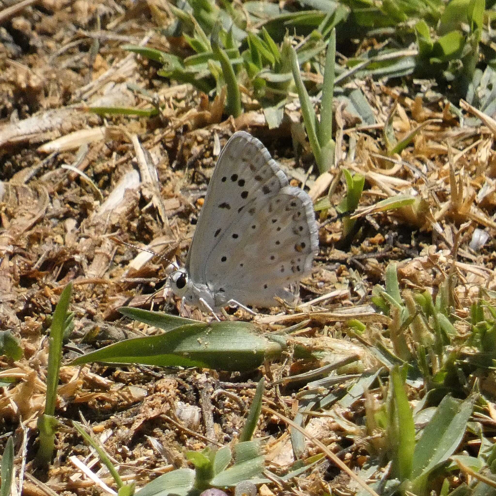 Imagem de Polyommatus albicans (Gerhard 1851)