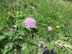 Слика од Scabiosa owerinii Boiss.