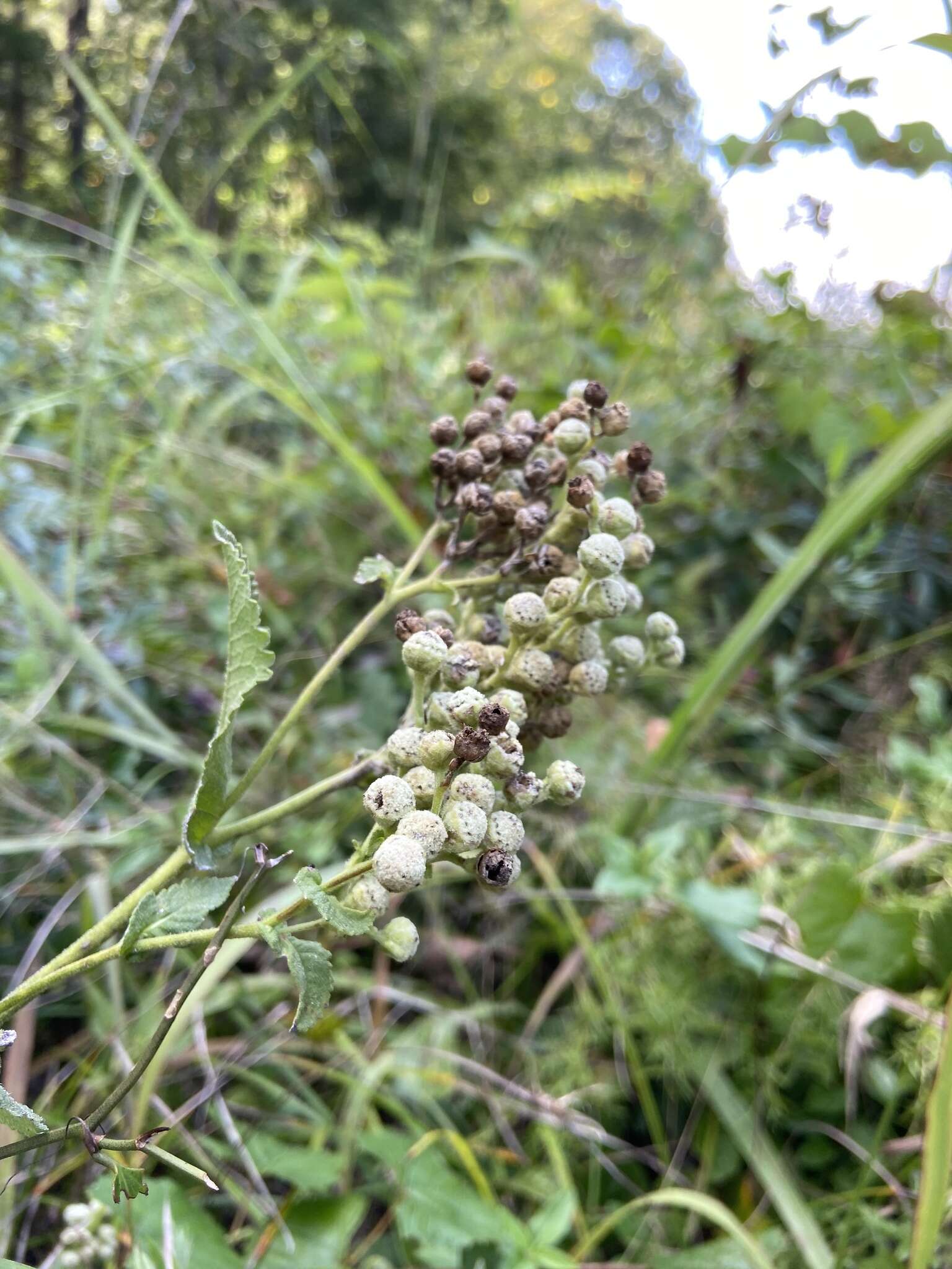 Sivun Parthenium auriculatum Britt. kuva