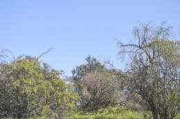 Image of Chilean Mockingbird