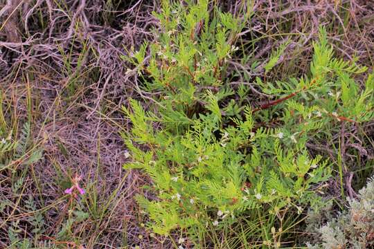 Astragalus miser var. oblongifolius (Rydb.) Cronq. resmi