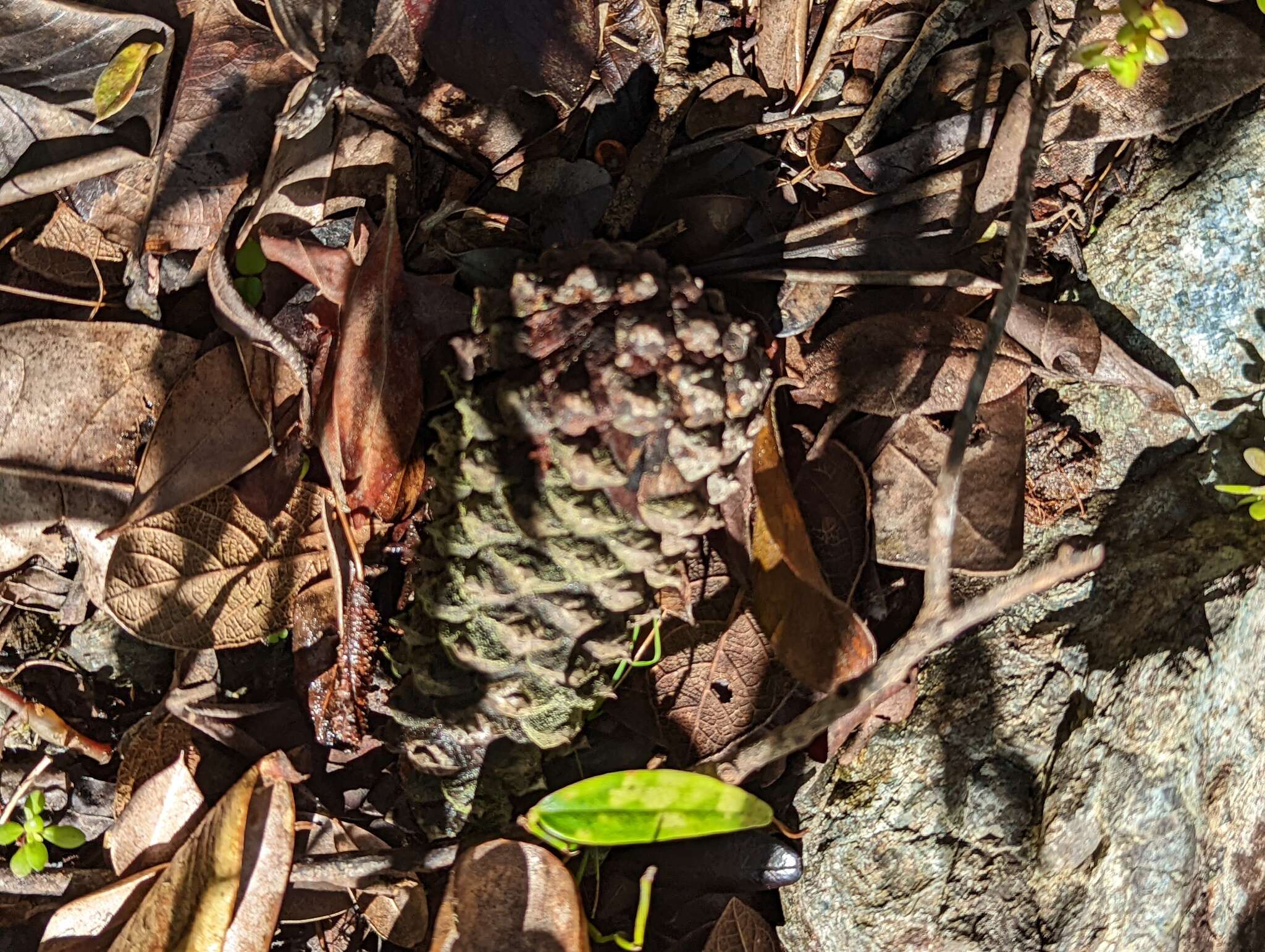 Image of Caribbean Pine