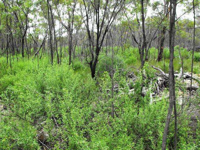 Image of Gaping Mint-bush