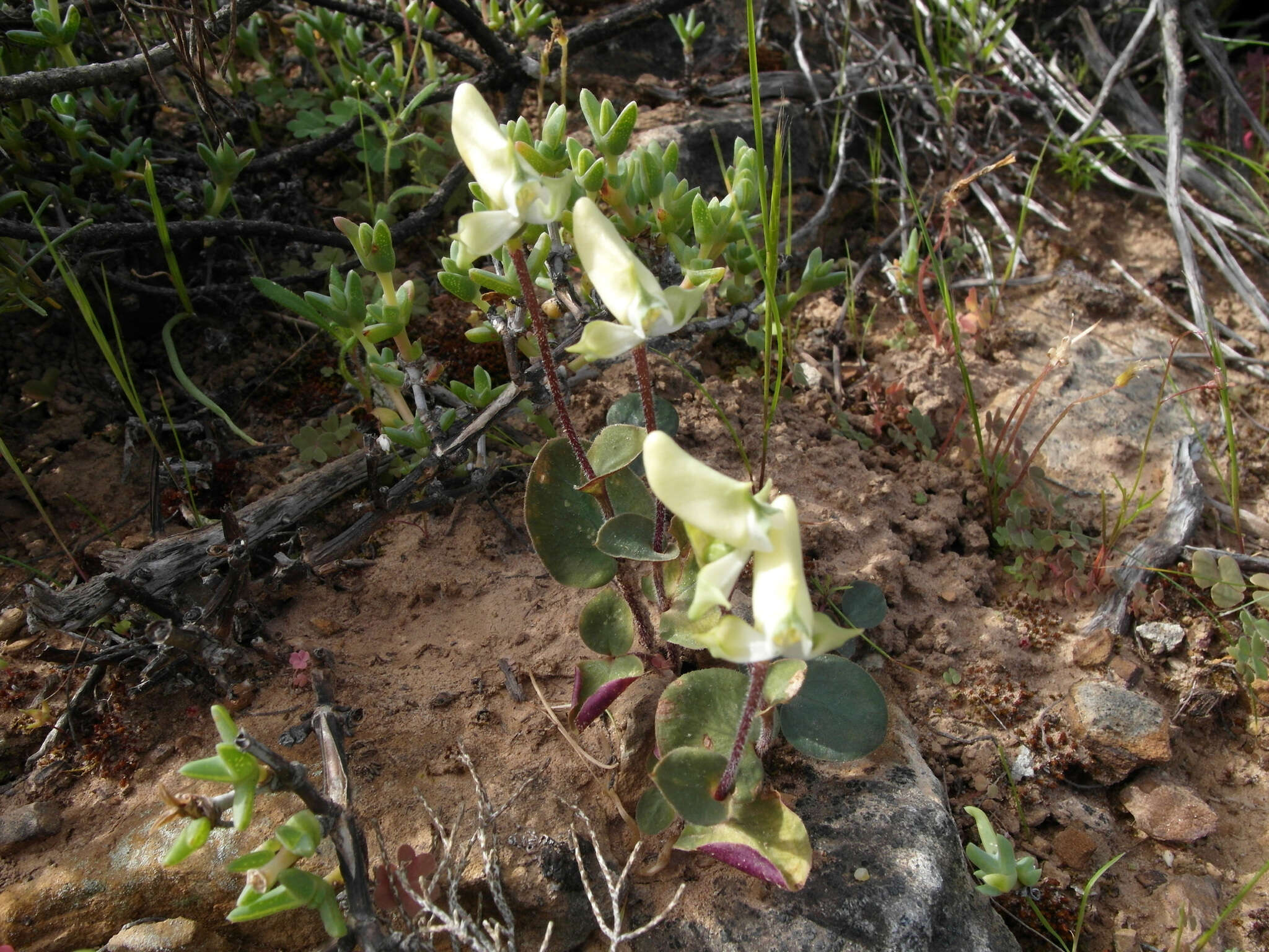 Image of Disperis bolusiana subsp. macrocorys (Rolfe) J. C. Manning