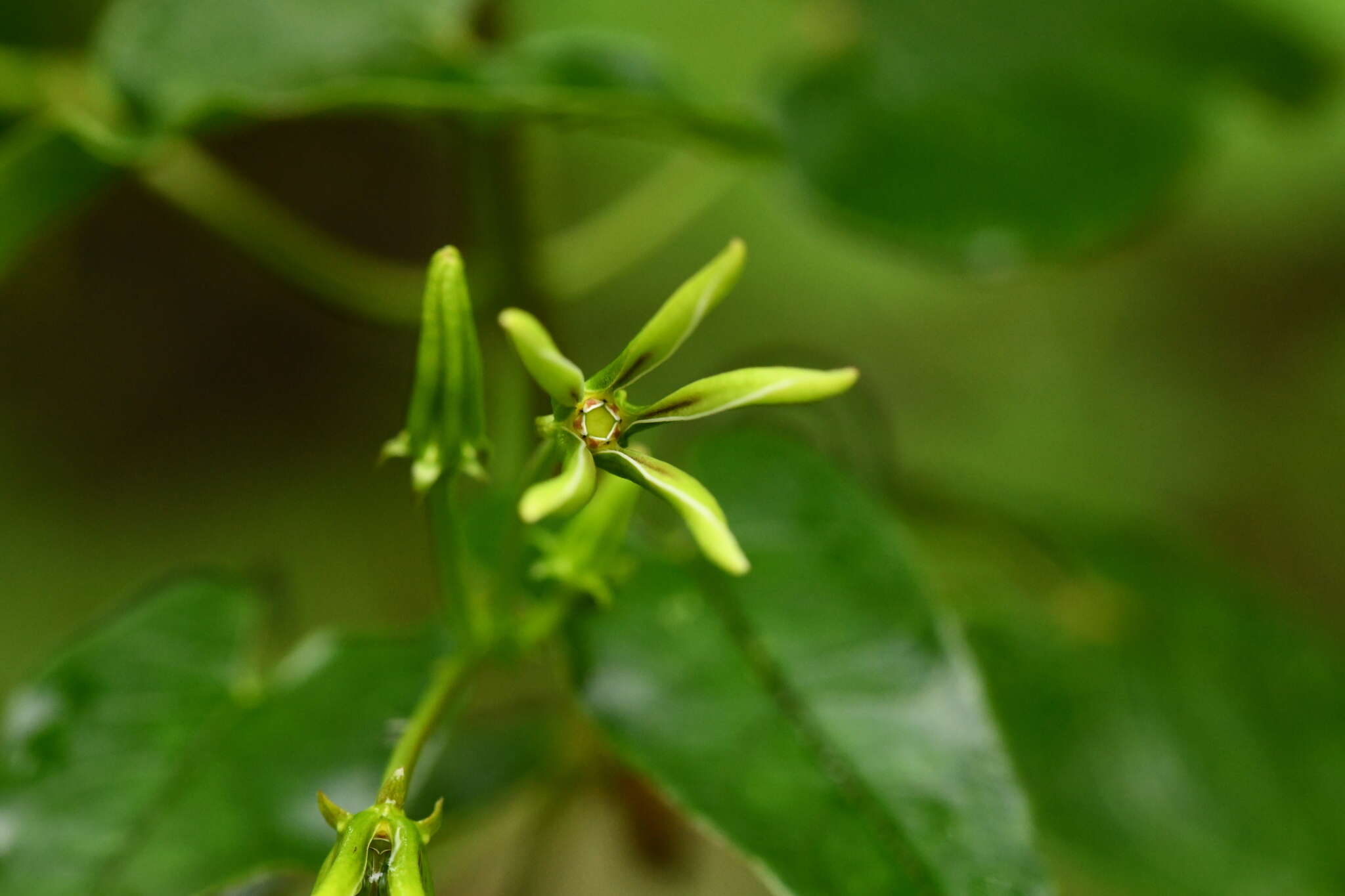 Image of Matelea calcarata (R. E. Woodson) R. E. Woodson