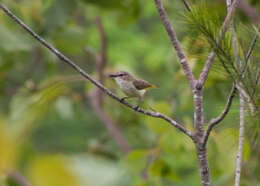 Image of Fawn-breasted Whistler