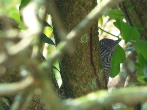 Image of Chestnut-backed Antshrike