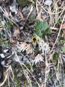 Image of Bombus jonellus (Kirby 1802)