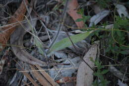 Image of Eastern Mantis Orchid