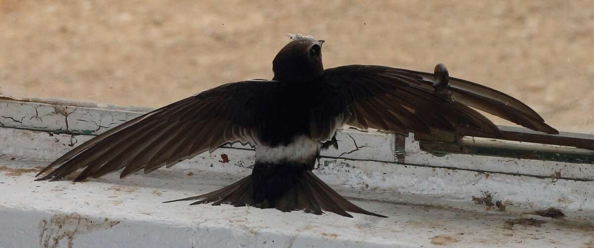Image of African White-rumped Swift