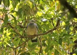 Columba pulchricollis Blyth 1846 resmi