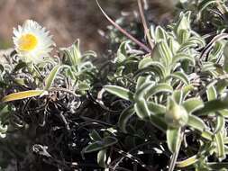 Image of Dwarf Everlasting