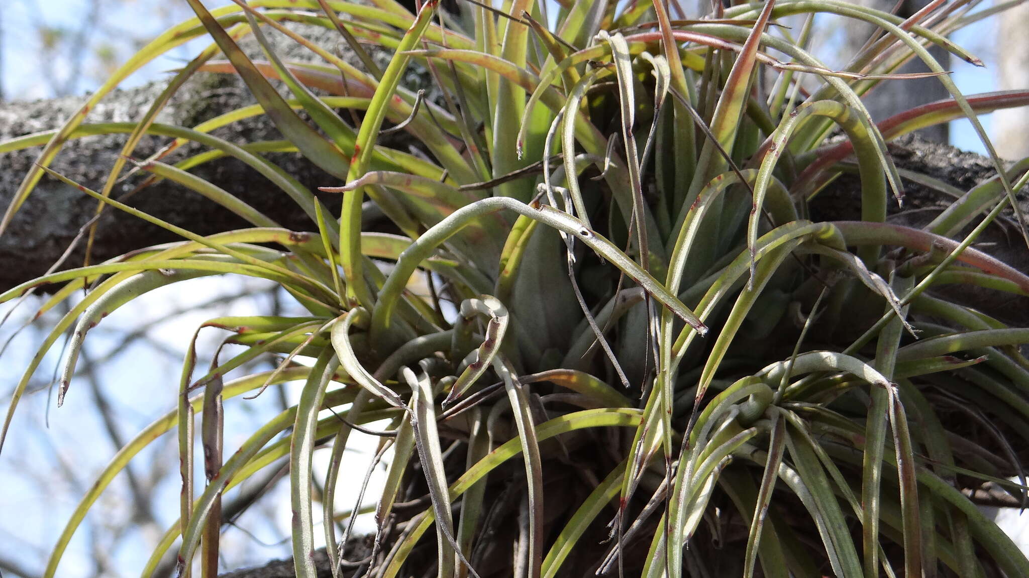 Imagem de Tillandsia brachycaulos Schltdl.