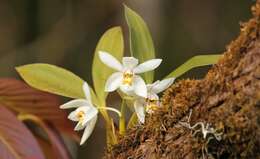 Imagem de Coelogyne corymbosa Lindl.