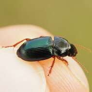 Image of Carabidae