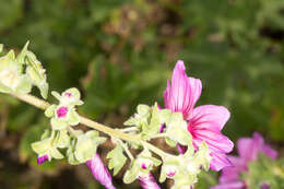 Imagem de Malva arborea (L.) Webb & Berth.