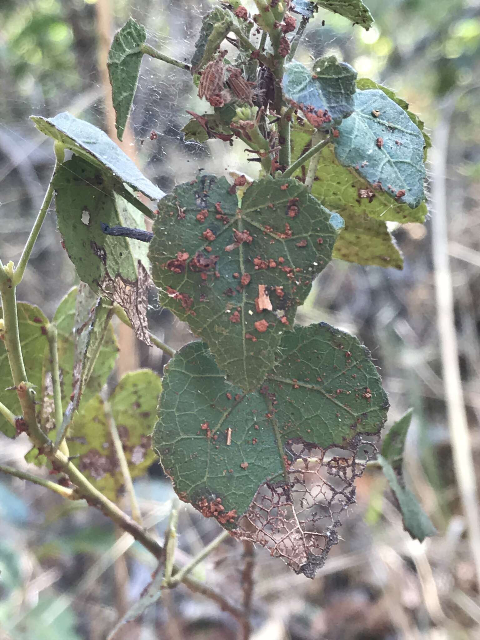 Image of Pavonia rosa-campestris A. St.-Hil.