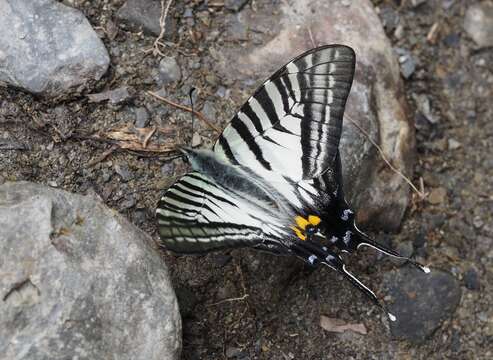 Image of <i>Graphium eurous asakurae</i>