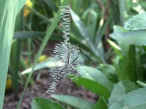 Image of Banded Argiope