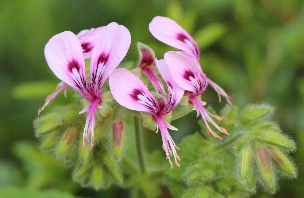 Image of Pelargonium papilionaceum (L.) L'Her. ex Ait.