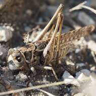 Image of Decticus albifrons (Fabricius 1775)