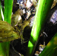 Image of New Zealand primitive frogs