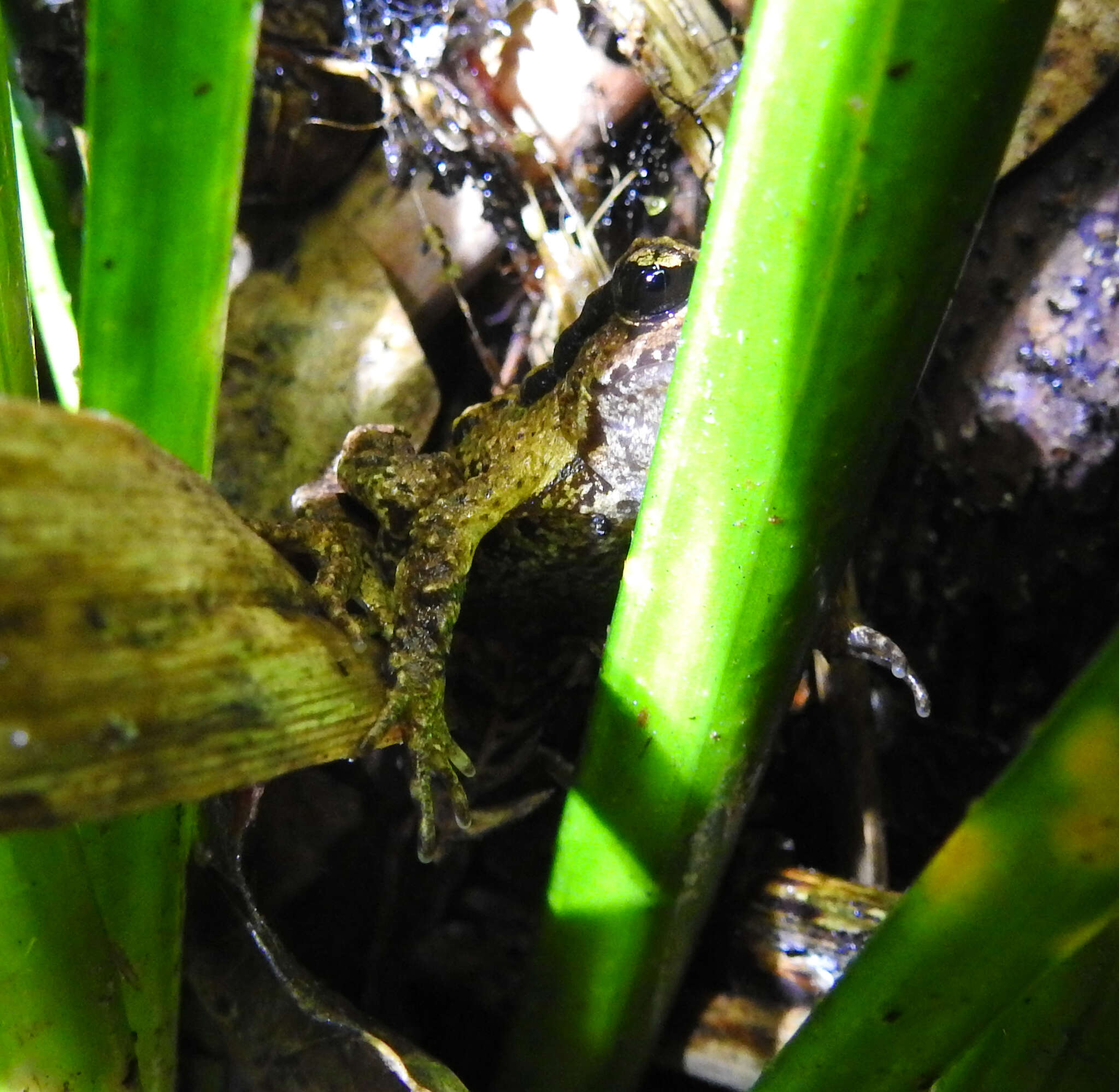 Image of New Zealand primitive frogs