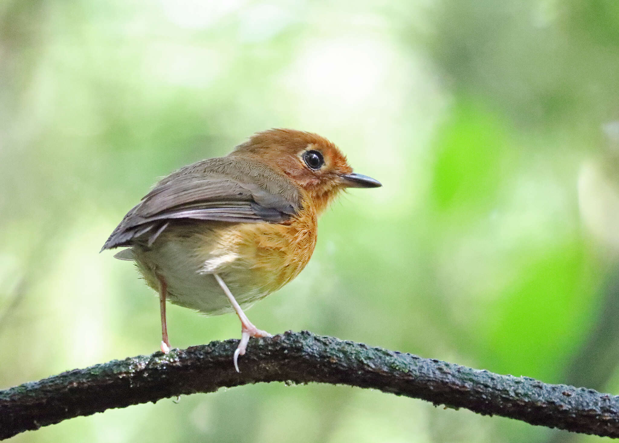 Image of Rusty-breasted Antpitta