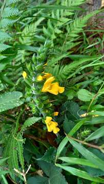 Image of Salvia japonica var. formosana Murata