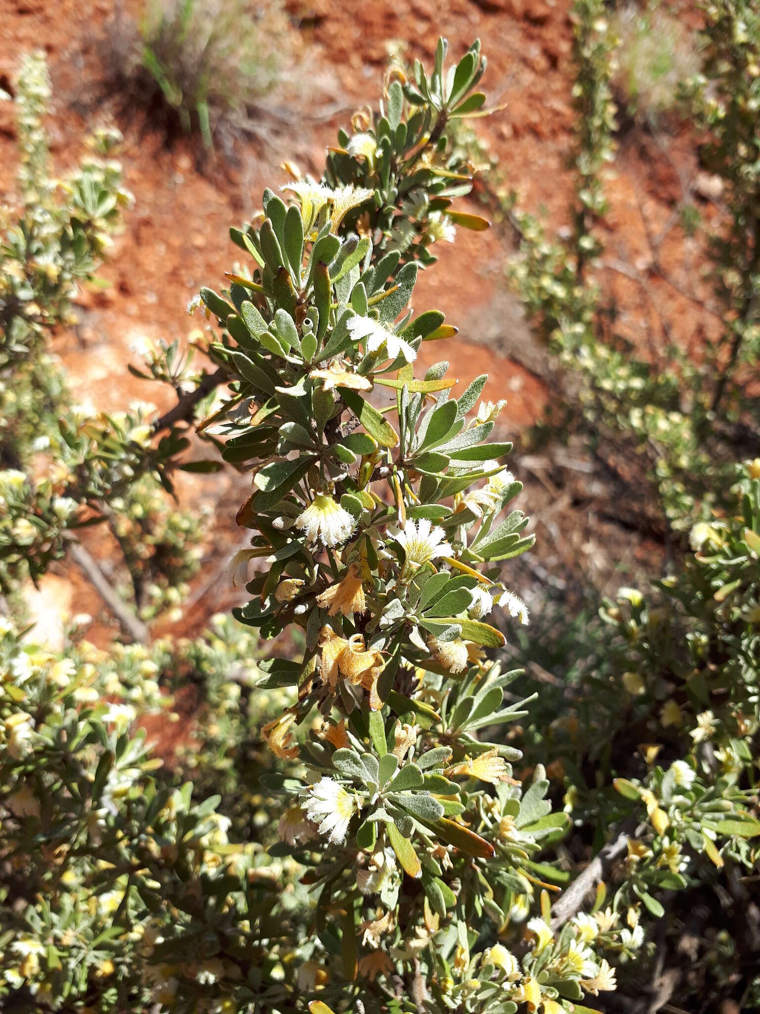 Imagem de Scaevola spinescens R. Br.