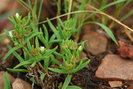 Imagem de Delosperma herbeum (N. E. Br.) N. E. Br.