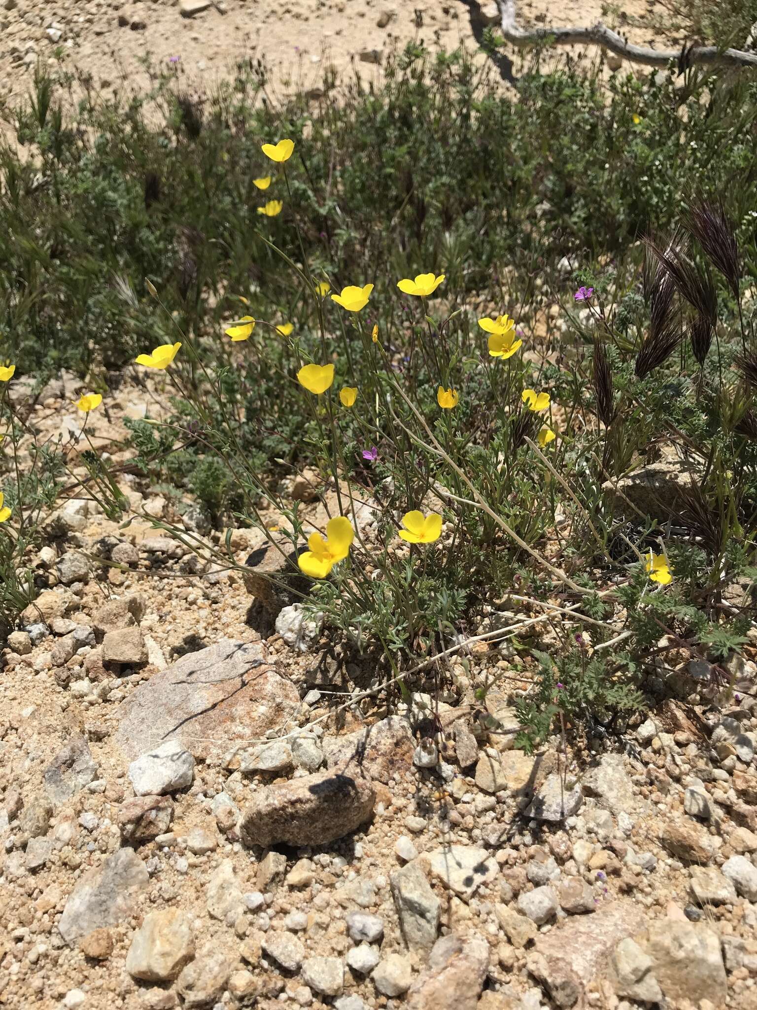 Image of Coville's poppy