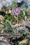 Image de Oxytropis altaica (Pall.) Pers.