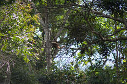 Image of Black-fronted Titi Monkey