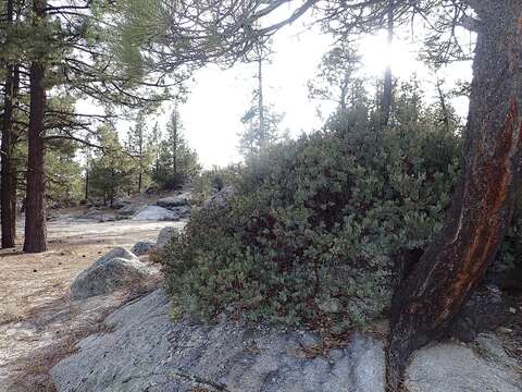 Image of Arctostaphylos peninsularis subsp. juarezensis J. E. Keeley