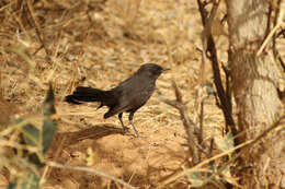 Image of Black Bush Robin