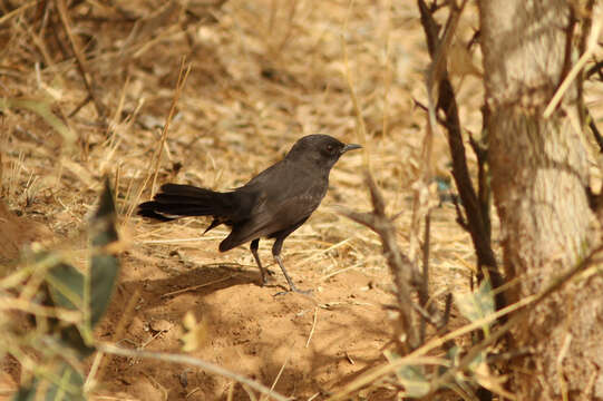 Image of Black Bush Robin