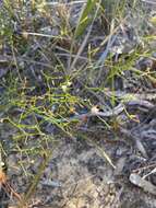 Sivun Corynotheca micrantha (Lindl.) Druce kuva