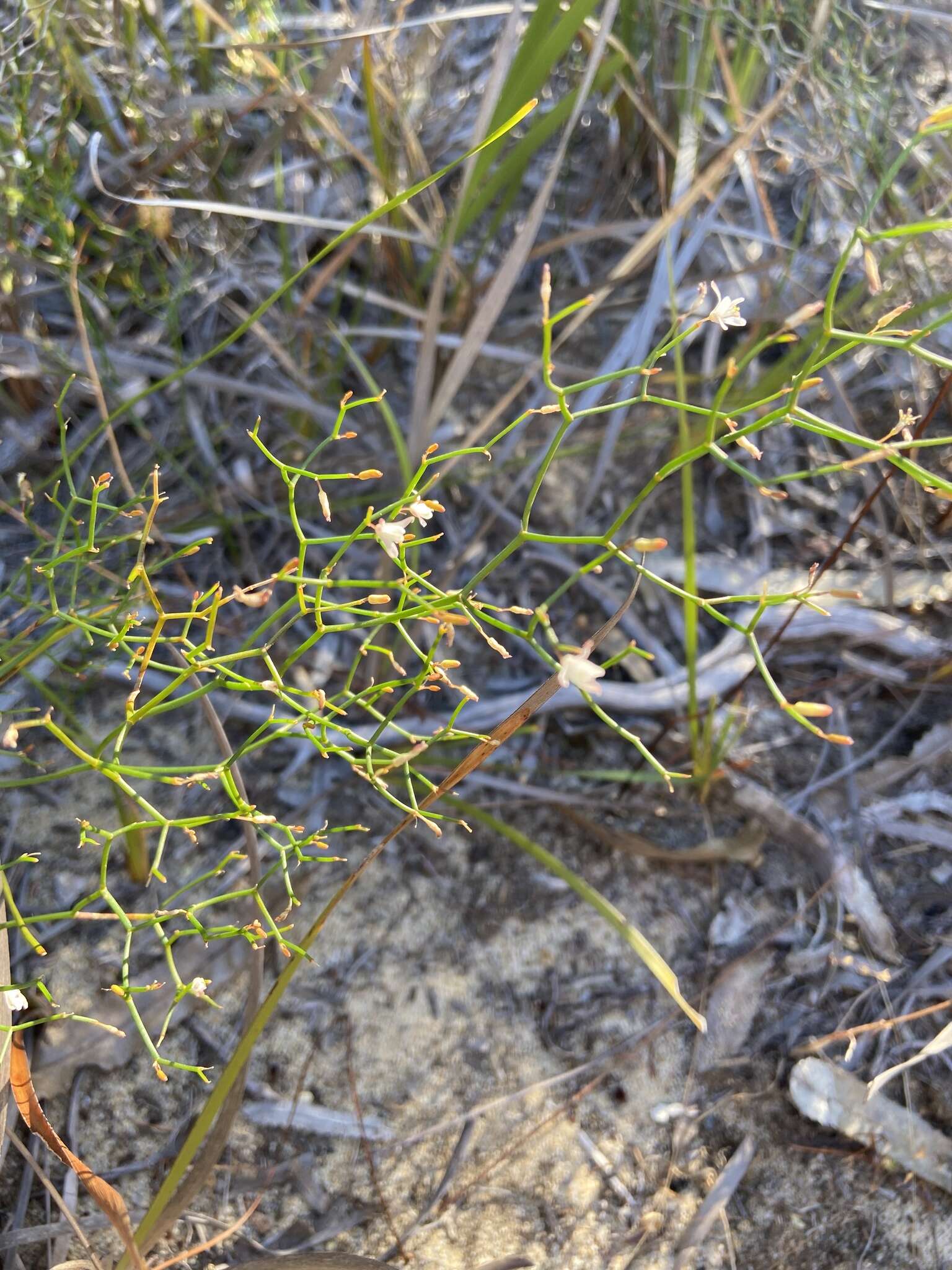 Image of Corynotheca micrantha (Lindl.) Druce