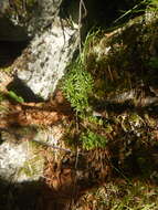 Image of Cryptogramma brunoniana subsp. raddeana (Fomin) Fraser-Jenk.