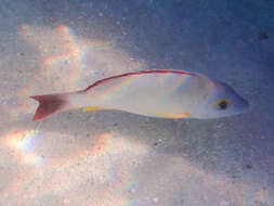 Image of Blacktail snapper