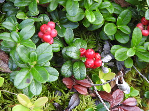 Image of lingonberry