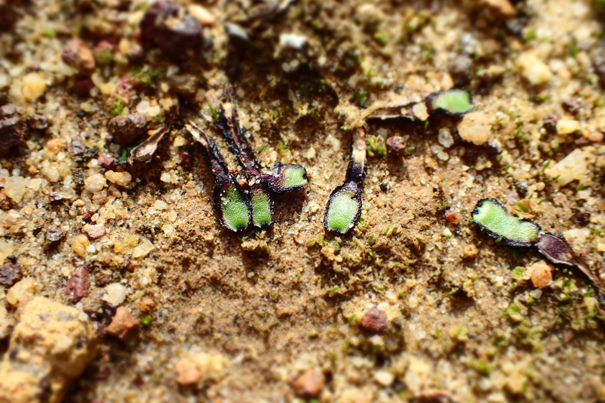 Image of Asterella drummondii (Taylor) R. M. Schust. ex D. G. Long