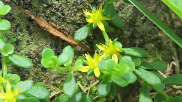 Sedum bulbiferum Makino resmi