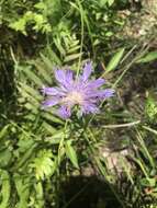 Image of Stokesia