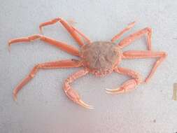 Image of Bairdi crab