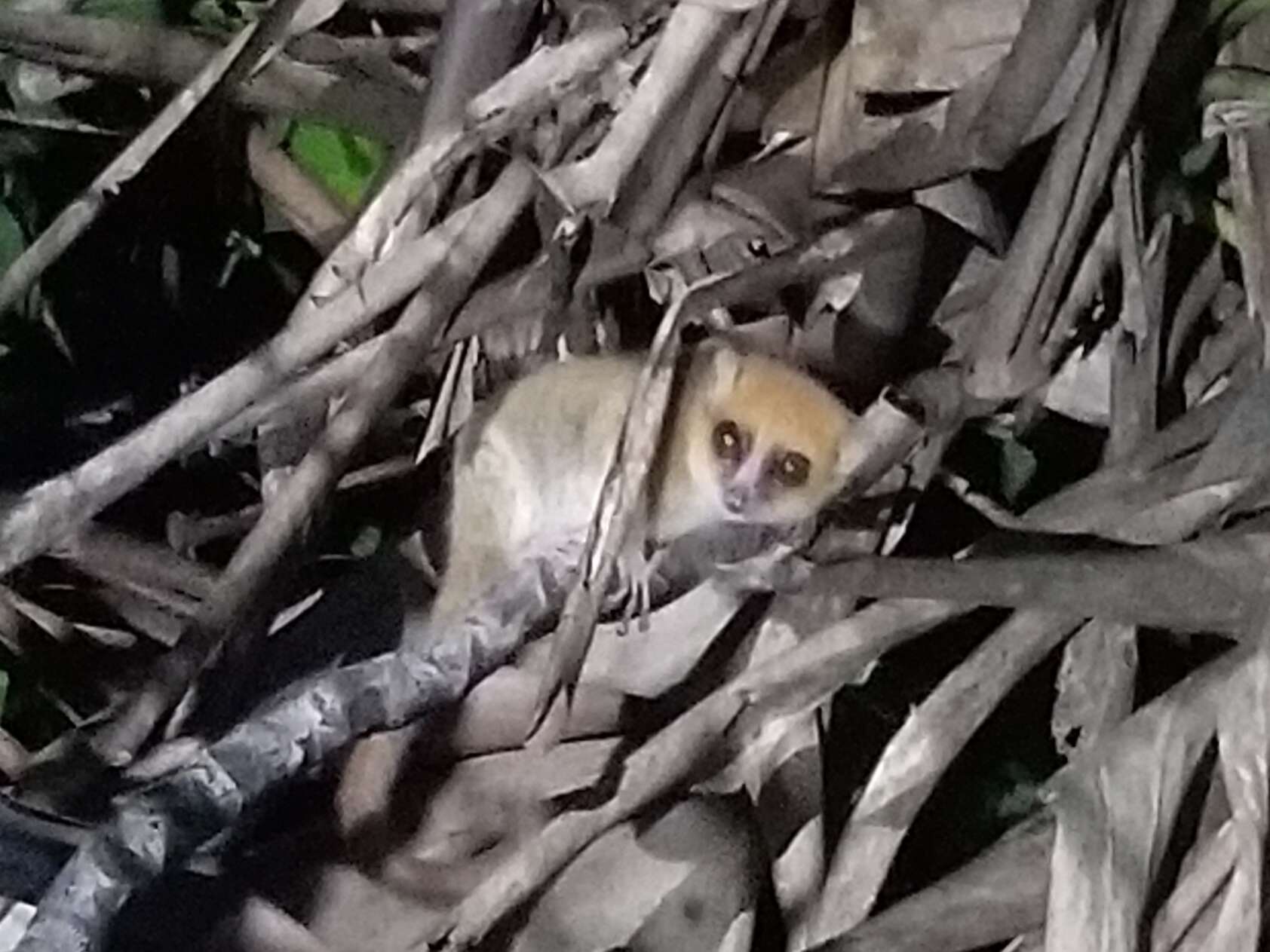 Image of Simmons' Mouse Lemur